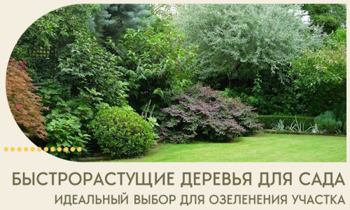 Быстрорастущие деревья для сада идеальный выбор в Тольятти