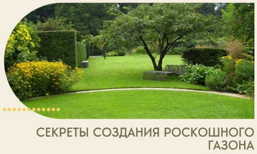 Секреты создания роскошного газона в Тольятти